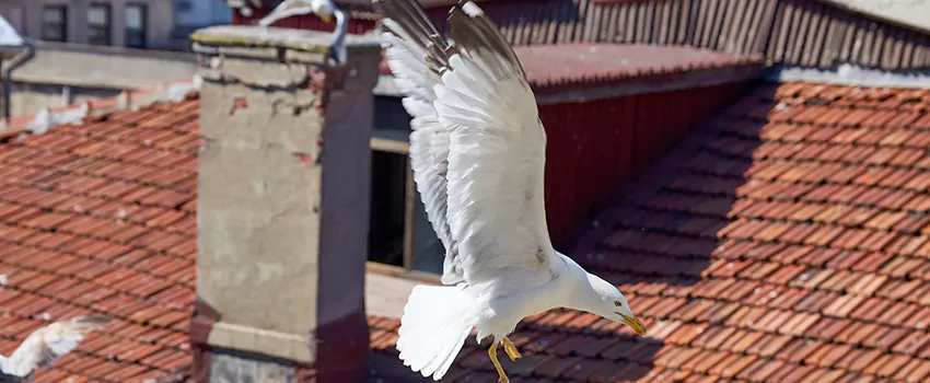 Residential Chimney Animal Removal Solution in Belleville, IL